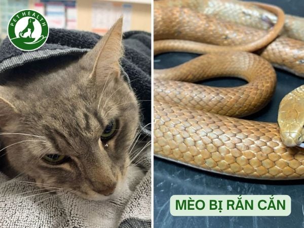 Mèo Bị Rắn Cắn Có Chết Không? Cách Xử Lý Khẩn Cấp – PetHealth