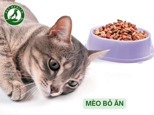 Mèo Bỏ Ăn Do Đâu? Cách Xử Lý Hiệu Quả Nhất