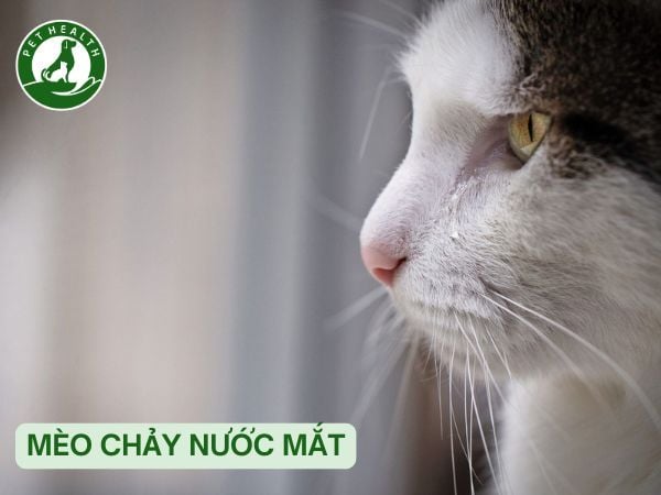 Mèo Bị Chảy Nước Mắt Do Đâu? Hướng Dẫn Xử Lý Đúng Cách