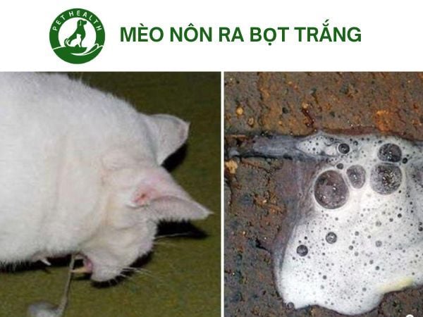Mèo Nôn Ra Bọt Trắng Do Đâu? Cách Chữa Trị Hiệu Quả