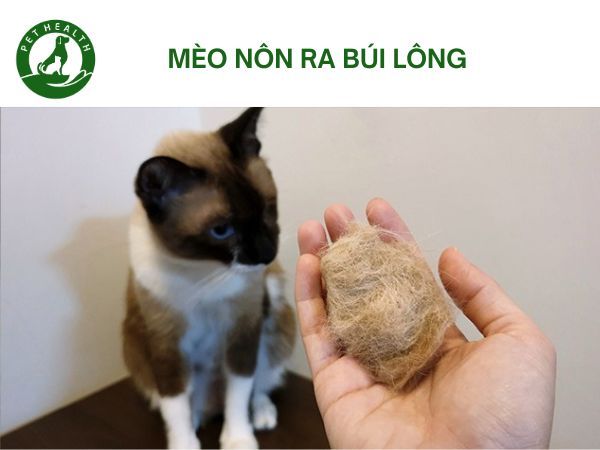 Mèo Nôn Ra Búi Lông Là Bị Gì? Cách Xử Lý Ra Sao?