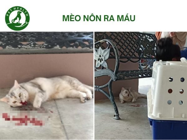 Mèo Nôn Ra Máu Có Nguy Hiểm? Nguyên Nhân Và Cách Xử Lý