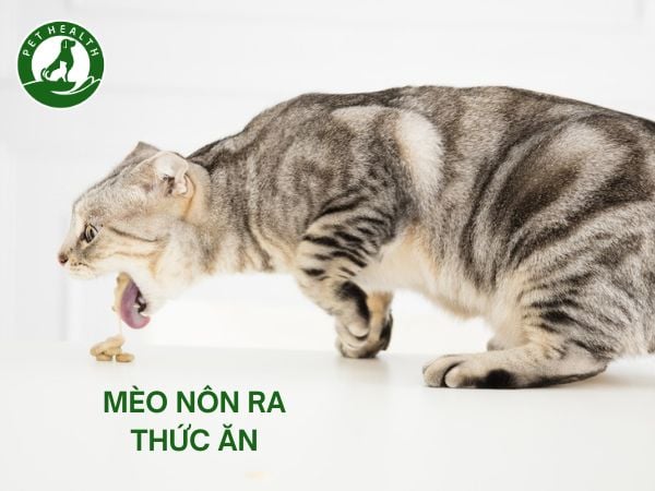 Mèo Nôn Ra Thức Ăn: Nguyên Nhân Và Cách Xử Lý – PetHealth