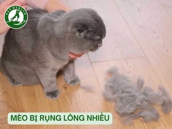 Mèo Rụng Lông Nhiều Phải Làm Sao? 5 Cách Xử Lý Hiệu Quả