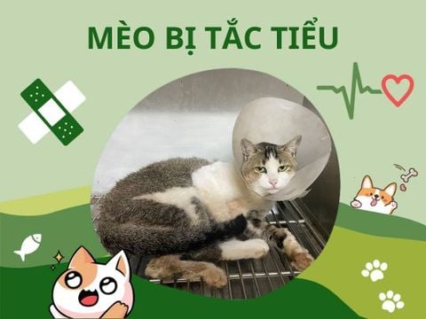 Tắc tiểu ở mèo - Gây mê thông tiểu