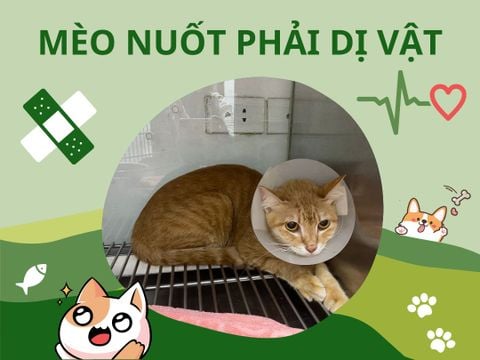 DỊ VẬT Ở ĐƯỜNG TIÊU HÓA - CHỮA TRỊ KHÔNG CẦN PHẪU THUẬT