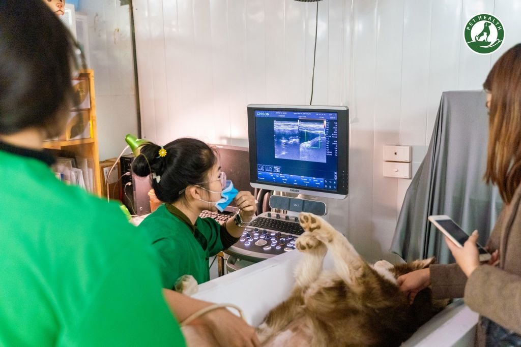 PHÒNG KHÁM THÚ Y TỐT Ở HÀ NỘI – BỆNH VIỆN THÚ Y PETHEALTH