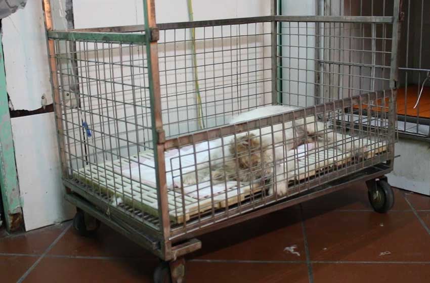 Vui Buồn Cùng Nghề Bác Sĩ Thú Y