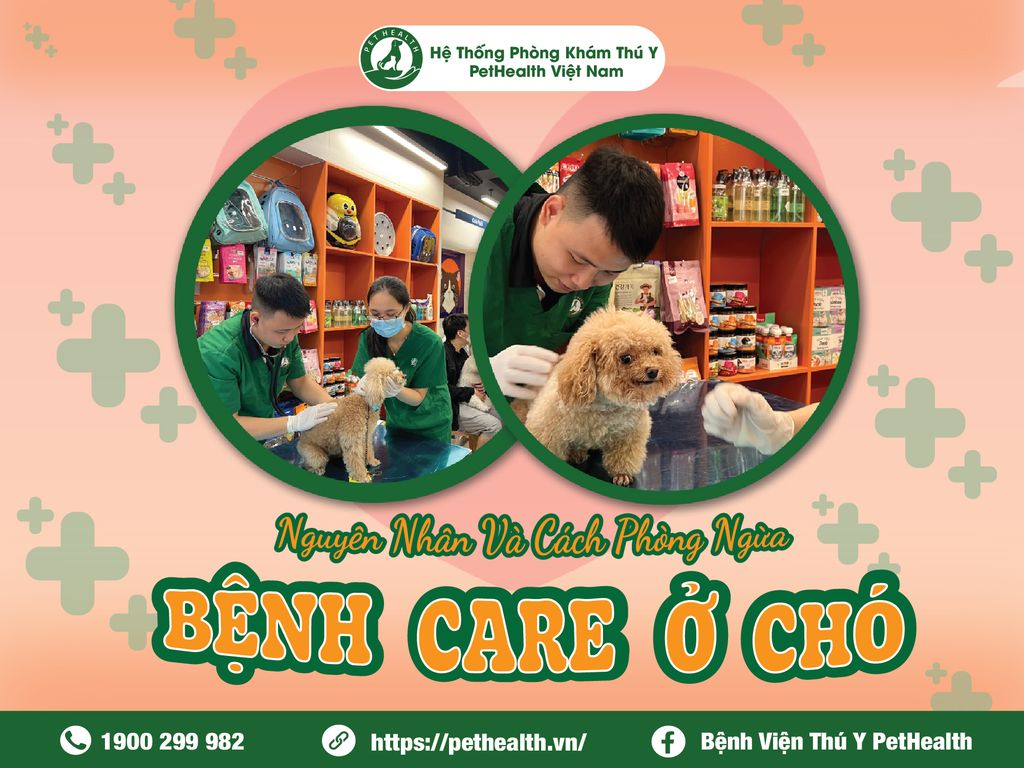 Nguyên nhân, cách phòng ngừa bệnh care ở chó