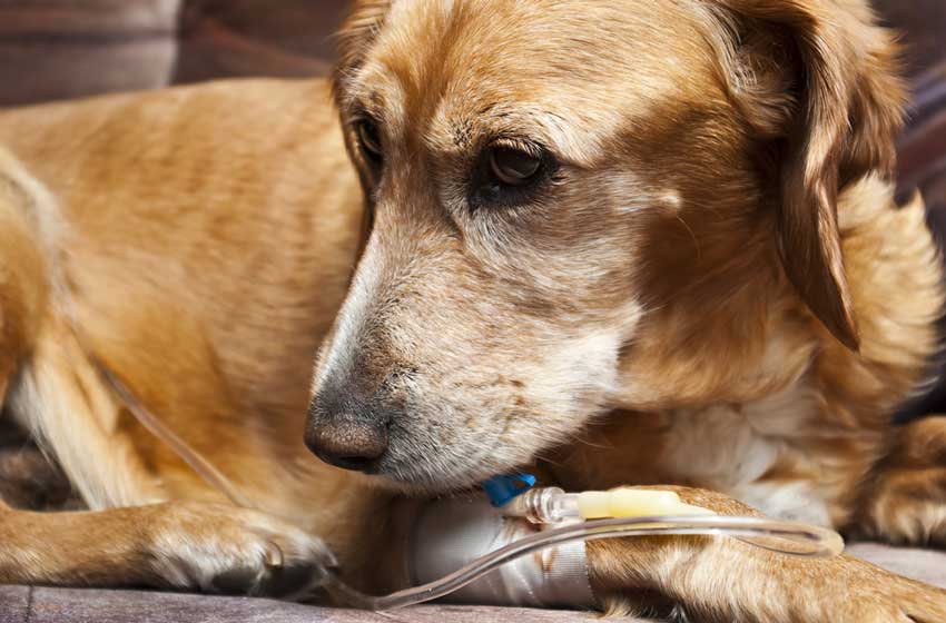 Chó Bị Bệnh Đường Ruột – PetHealth