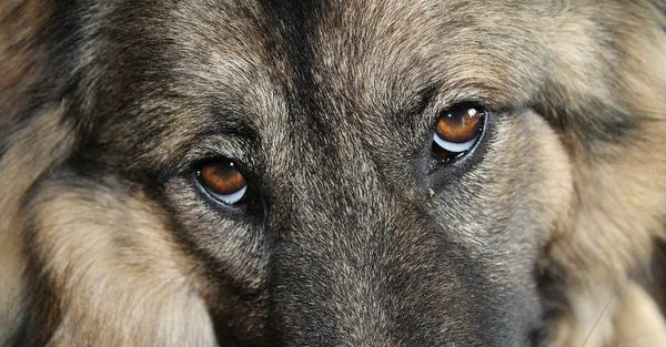 Chó Bị Đau Mắt: Điểm Mặt 4 Nguyên Nhân Phổ Biến