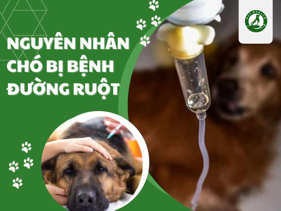 Nguyên nhân chó bị đường ruột