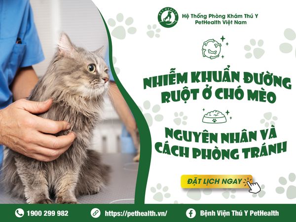 Nguyên nhân nhiễm khuẩn đường ruột ở chó mèo và cách phòng tránh