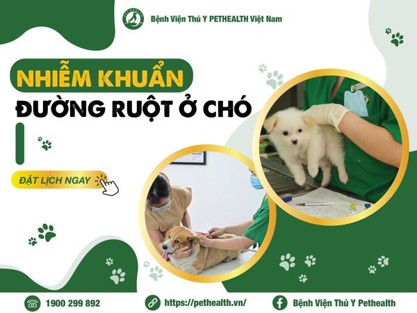 Bệnh nhiễm khuẩn đường ruột ở chó