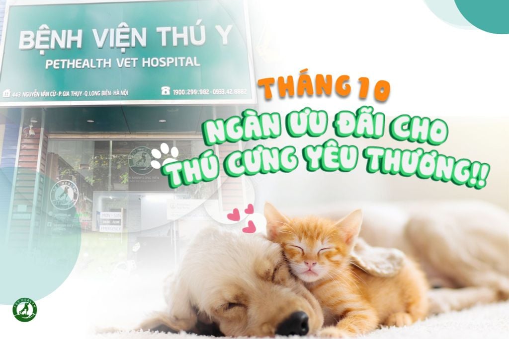 DEAL HẤP DẪN - CHĂM SÓC TẬN RĂNG CHO BOSS TRONG THÁNG 10