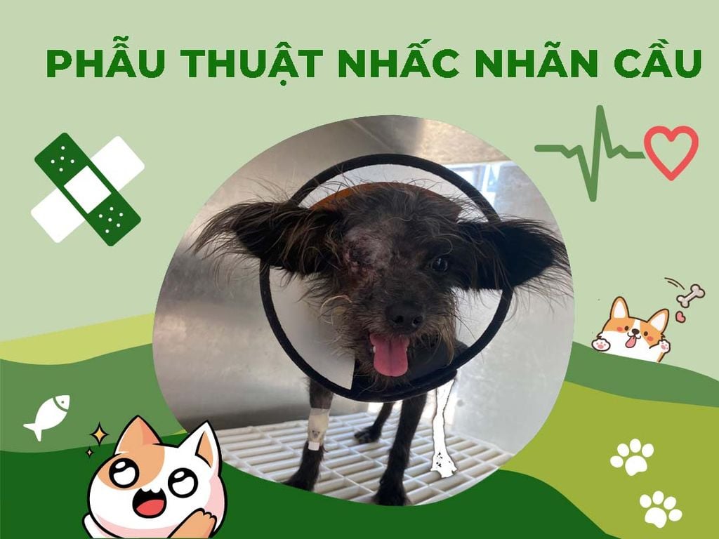 Phẫu thuật nhấc nhãn cầu mắt cho chó