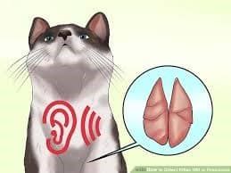 Bệnh Viêm Phổi Nhiễm Khuẩn