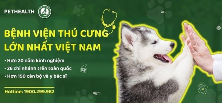 10 Phòng Khám Thú Y Ở Hà Nội - Thông Tin Liên Hệ