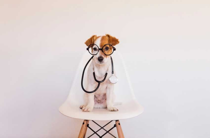 Phòng Tránh Chó Bị Viêm Đường Ruột