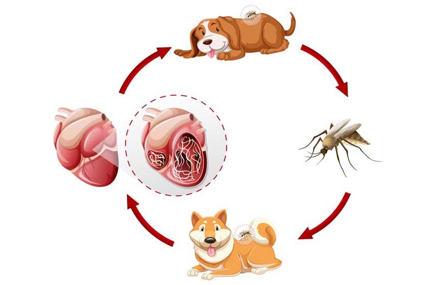 Phòng Tránh Giun Tim Ở Chó Đơn Giản Chưa Từng Có!!!