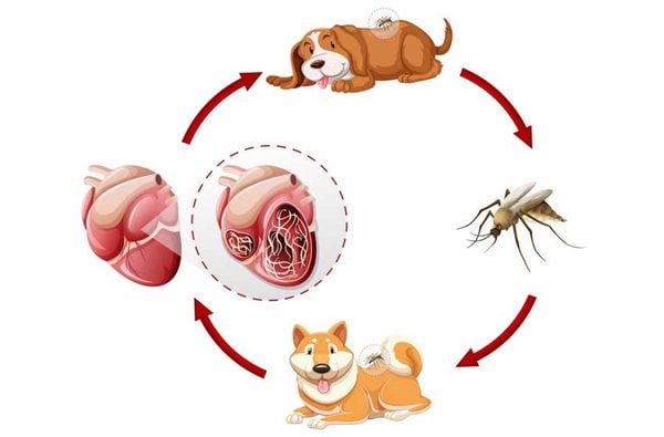 Phòng Tránh Giun Tim Ở Chó Đơn Giản Chưa Từng Có!!!