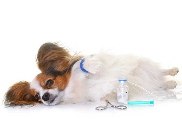 Phòng Tránh Bệnh Ho Cũi Chó: Bác Sĩ Pethealth Khuyên Gì?