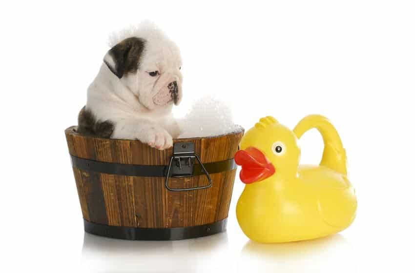 Phòng Tránh Viêm Da Ở Chó