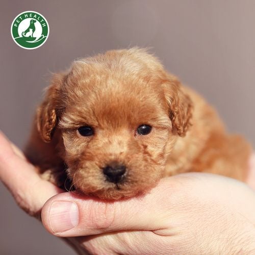 Ung thư phổi ở chó: Nguyên nhân, triệu chứng, cách chữa