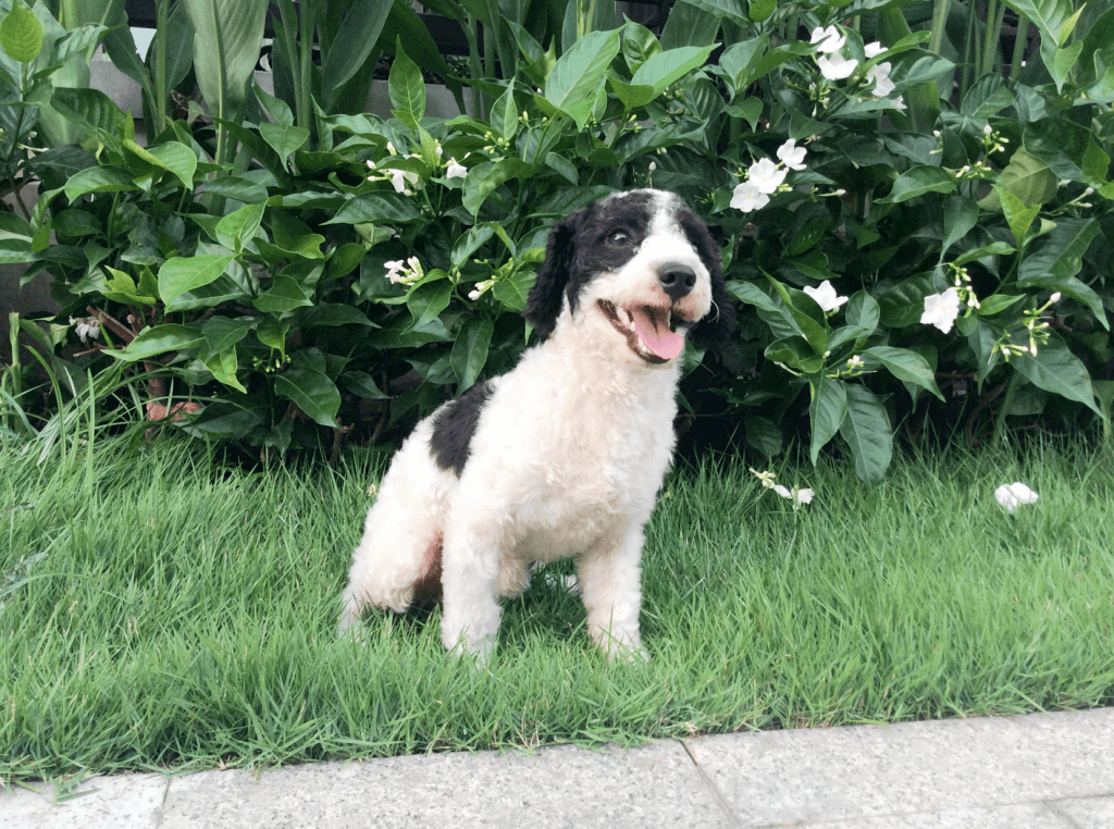 POODLE CÓ BAO NHIÊU LOẠI KHÁC NHAU