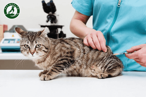 Giải đáp câu hỏi từ A – Z về việc tiêm vaccine cho thú cưng (Phần 1)