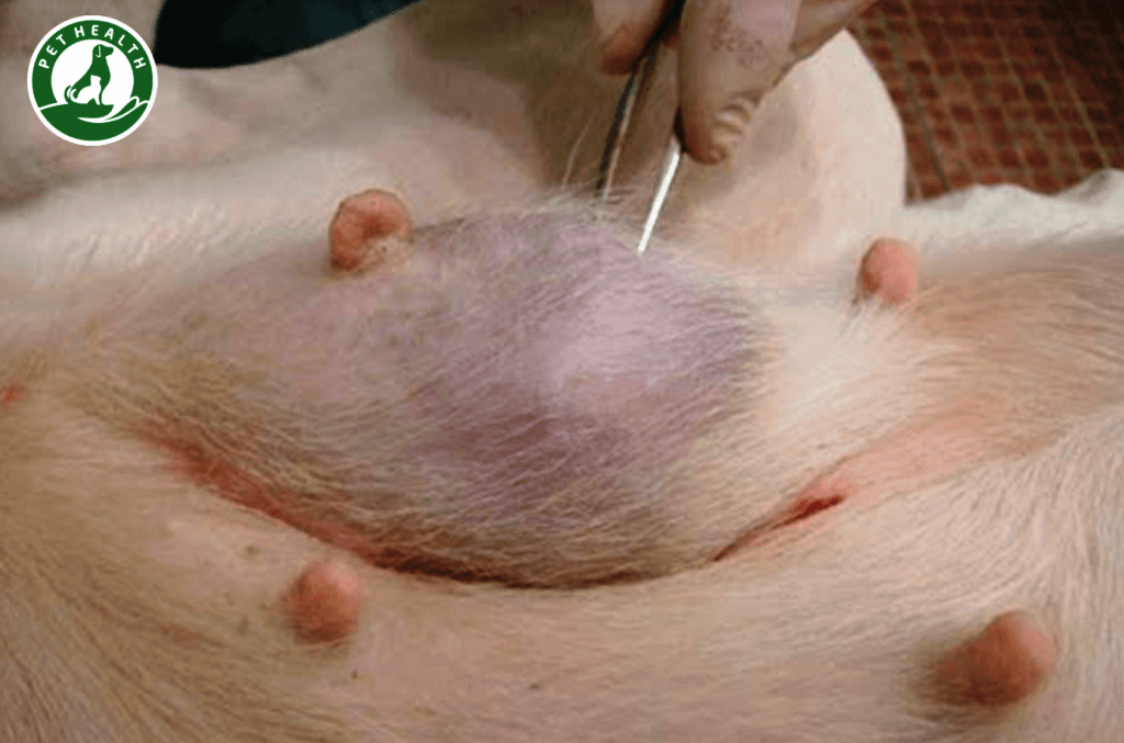 Ung thư vú ở chó: Nguyên nhân, triệu chứng, cách chữa