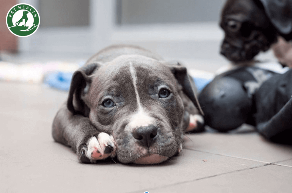 Bệnh Parvovirus và các phương pháp sử dụng để điều trị
