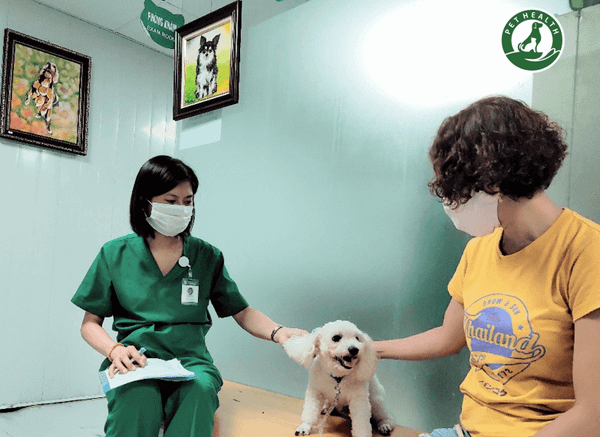 Quy trình thực hiện một ca pet sinh tại PetHealth