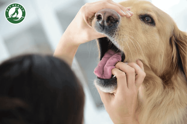 Ung thư miệng ở chó: Triệu chứng, chẩn đoán và cách chữa