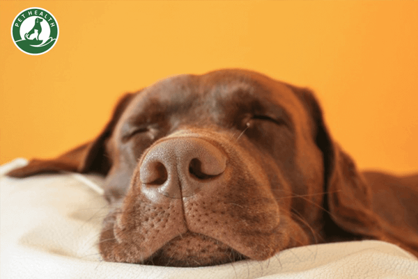 Ung thư mũi ở chó: Nguyên nhân, triệu chứng, cách chữa