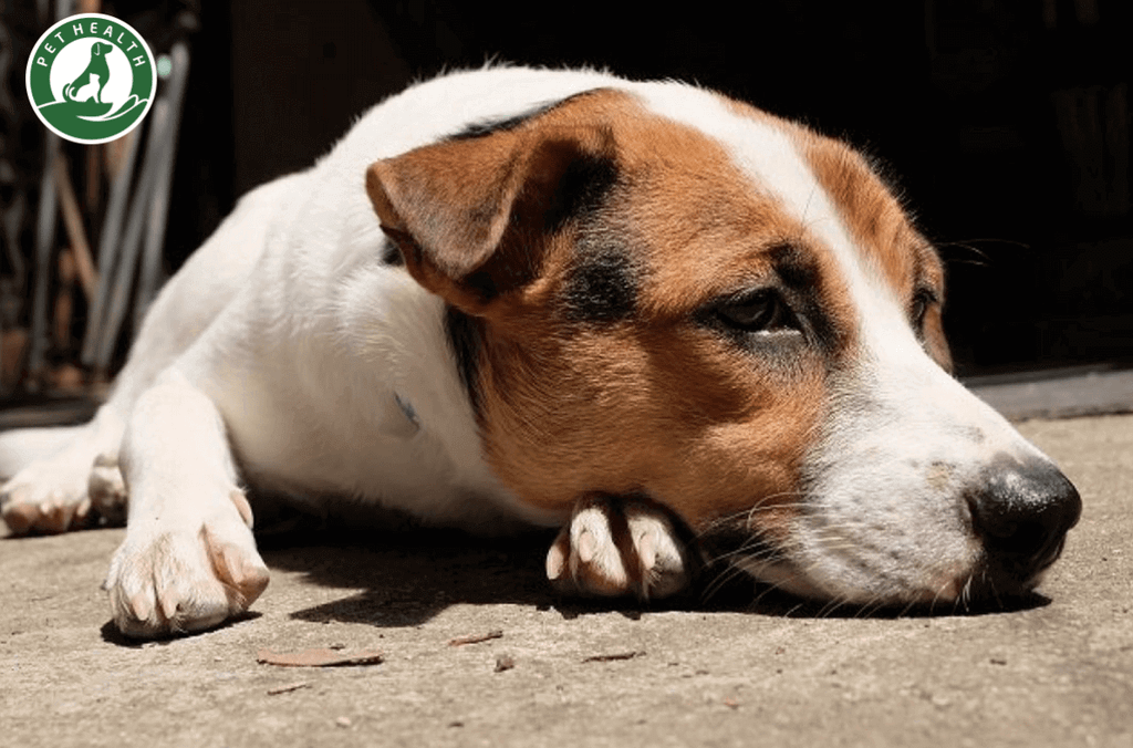 Những phương pháp thay thế điều trị ung thư ở chó