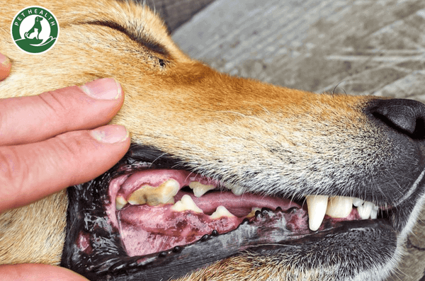 Cách phân biệt và phát hiện sớm ung thư miệng ở chó