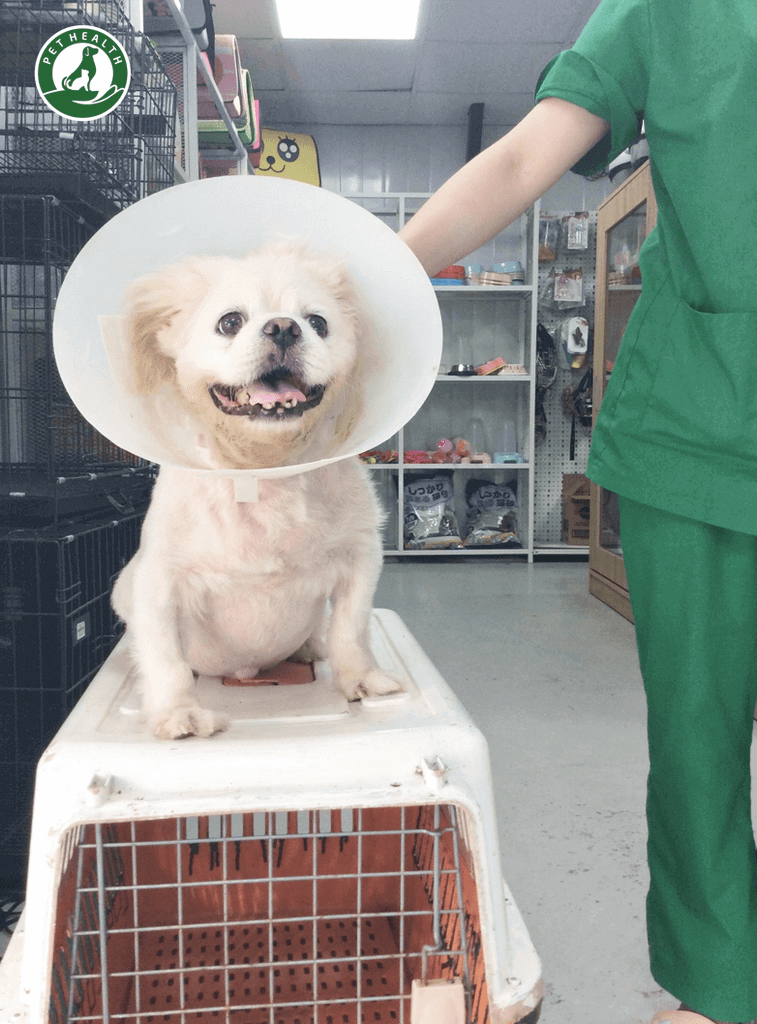 NHỮNG ĐIỀU VỀ TRIỆT SẢN CHÓ ĐỰC BẠN NÊN BIẾT