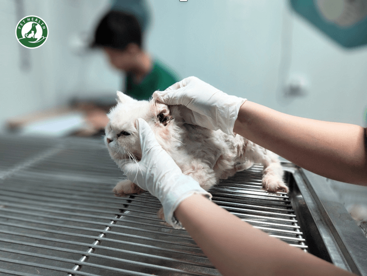 5 Bệnh nguy hiểm lây nhiễm giữa người và động vật