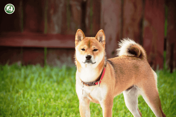 Tổng quan: Tất cả những gì bạn cần biết về giống chó Shiba