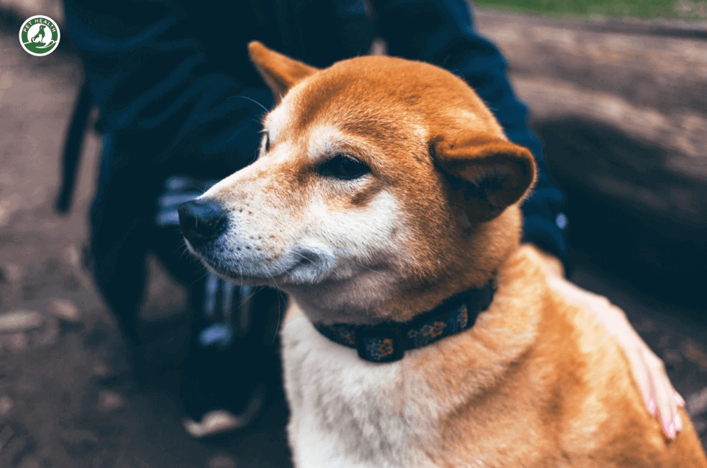 Những điểm cần lưu ý đối với chó Shiba Inu mang thai