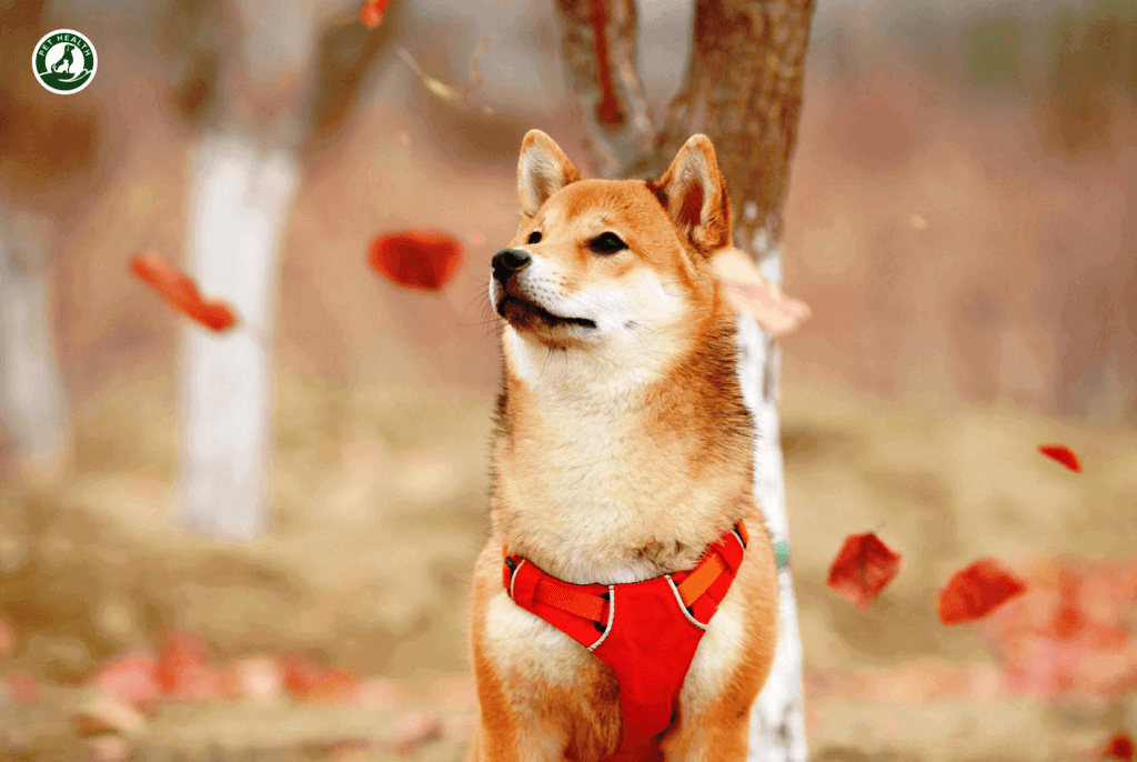 Những kiểu lông phù hợp với giống chó Shiba Inu