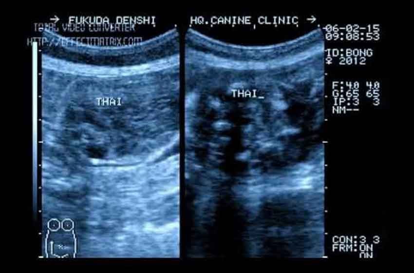 Lần Đầu Đến Siêu Âm Thai Cho Chó Tại PetHealth
