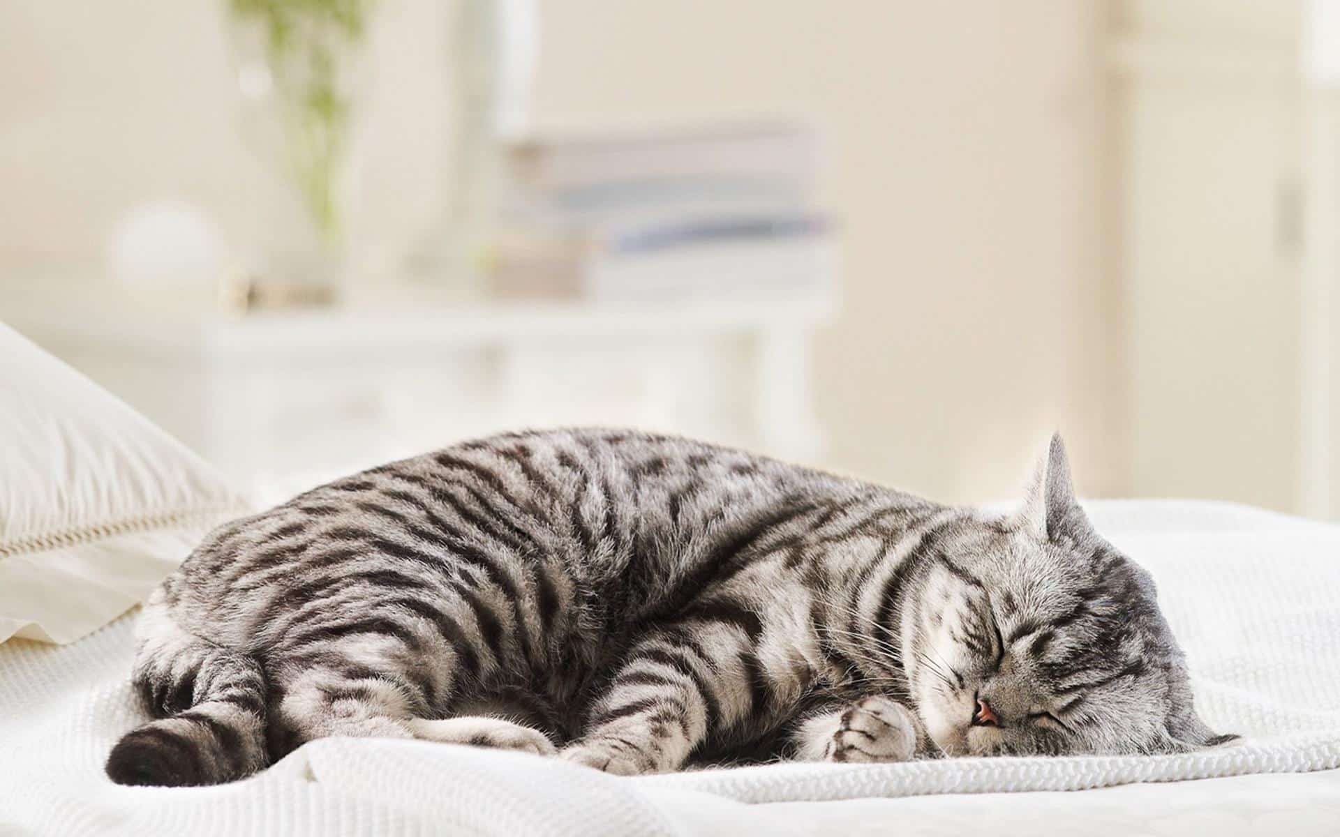 Mèo Mắc Bệnh: Phương Pháp Để Nhận Biết Chính Xác (P1) – PetHealth