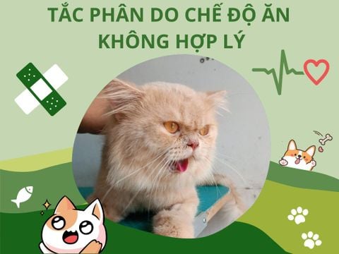 Tắc phân nặng ở mèo do chế độ ăn uống không hợp lý