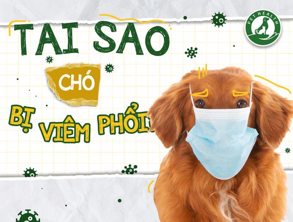 Tại sao chó bị viêm phổi?