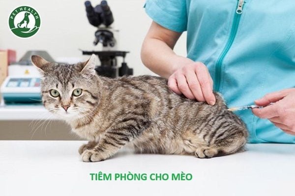 Tiêm Phòng Cho Mèo Và Những Điều Bạn Cần Biết