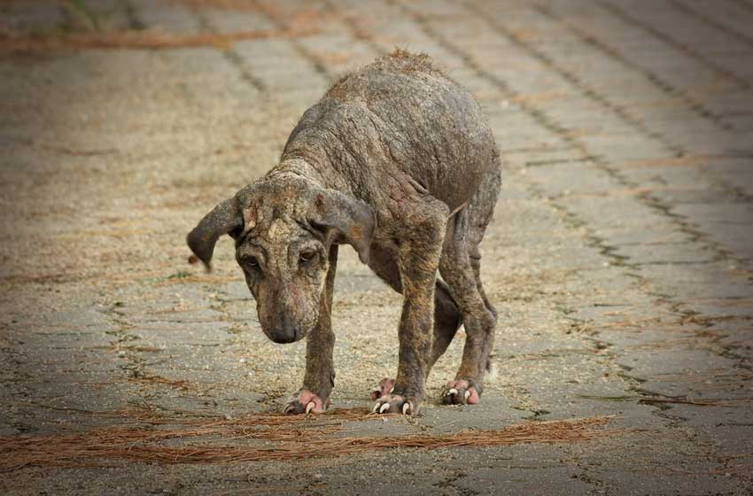 Triệu Chứng Bệnh Đường Ruột Ở Chó – PetHealth
