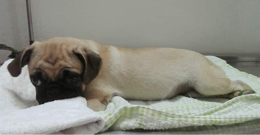 Bệnh Parvo & Kỹ Thuật Đặc Trị  Bệnh Parvo Ở Chó Chỉ Có Tại PetHealth