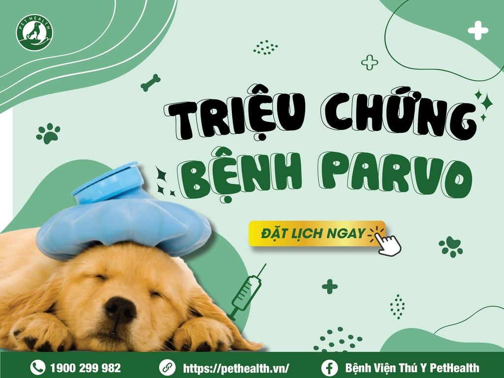 Triệu chứng bệnh Parvo - Cách chữa bệnh Parvo